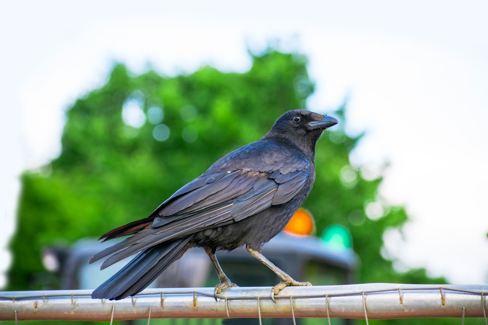 black bird on brown wooden fence during daytime