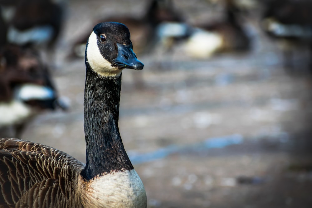 brown and black duck on water