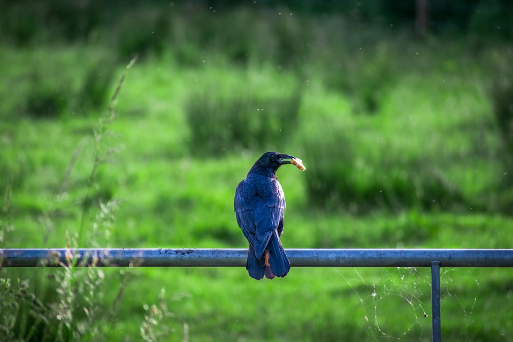 昼間の茶色の木の柵の上の青い鳥