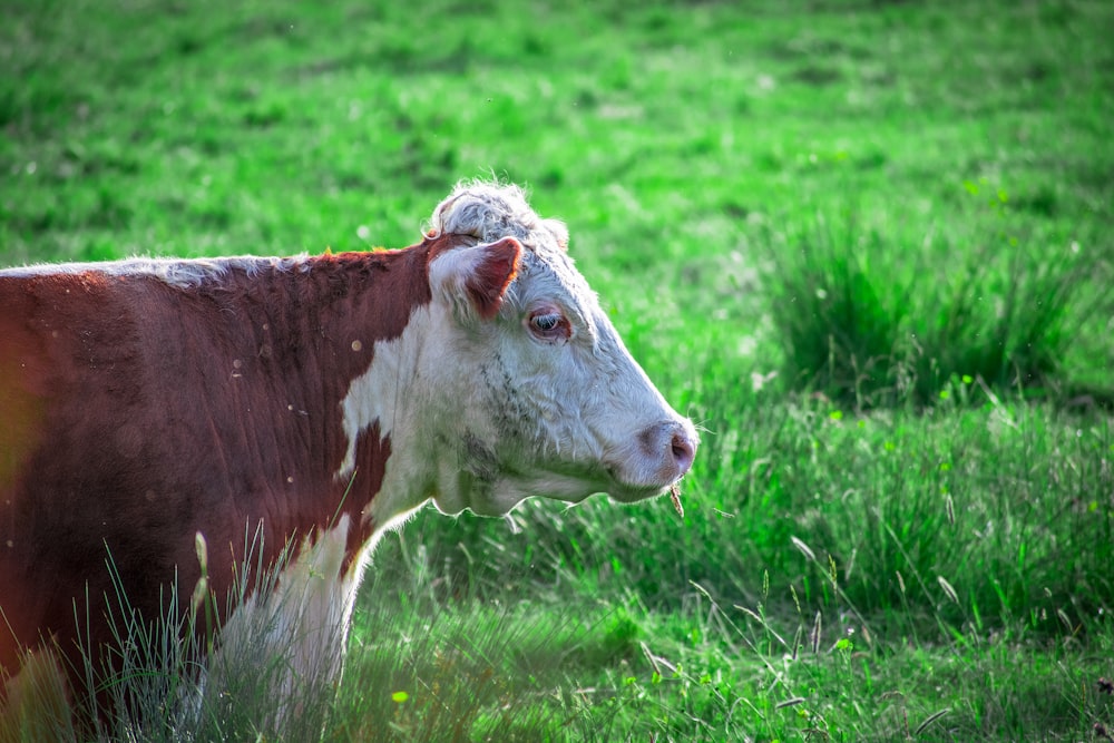 brown and white cow on green grass field during daytime