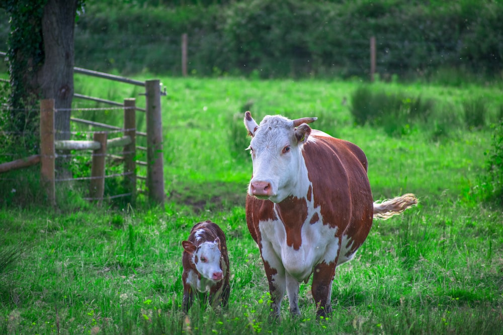 vache brune et blanche sur un champ d’herbe verte pendant la journée