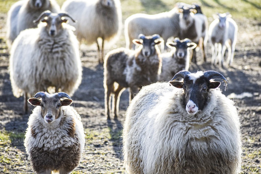 group of sheep on brown field during daytime