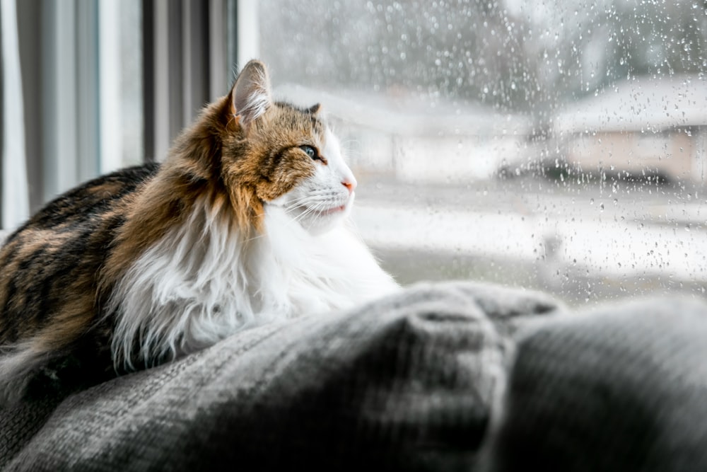 brown and white cat on gray textile