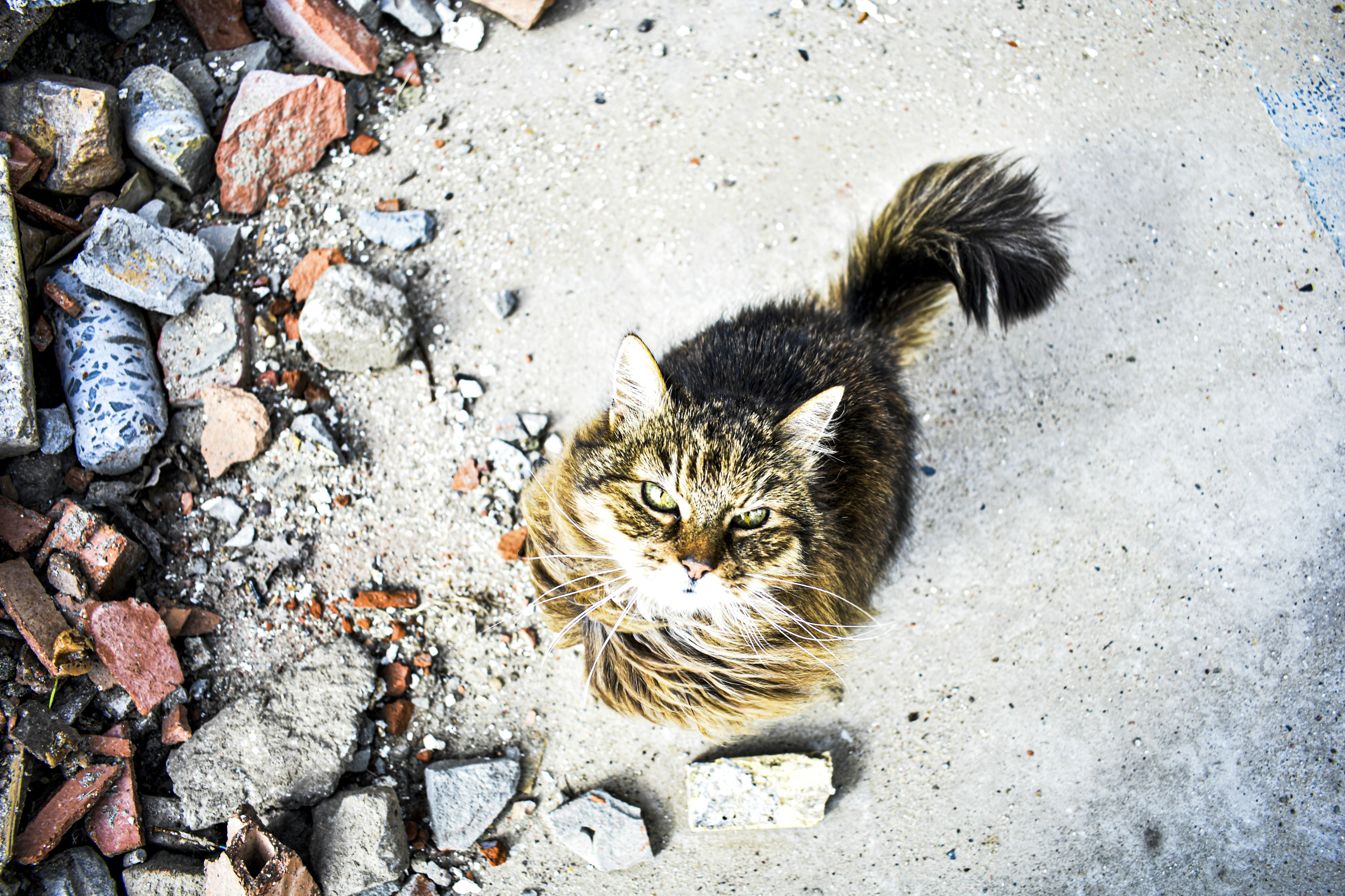 brown tabby cat on gray concrete floor