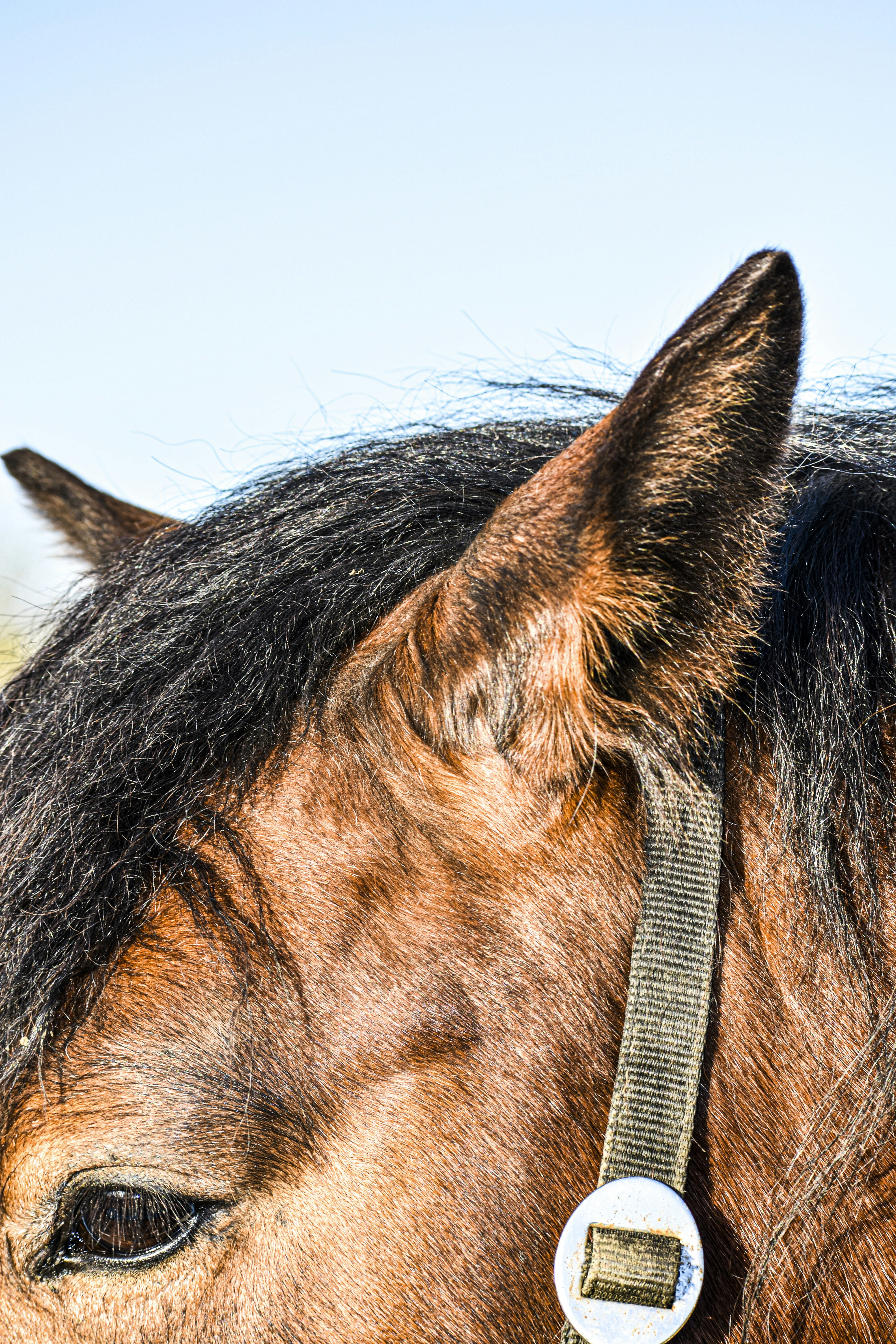 cavallo marrone e nero durante il giorno
