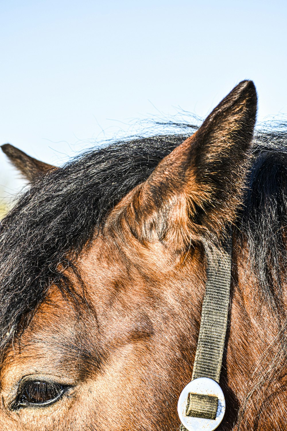 brown and black horse during daytime