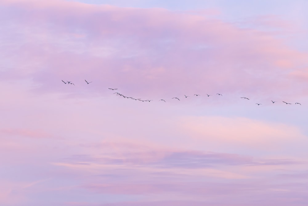 birds flying under cloudy sky during daytime