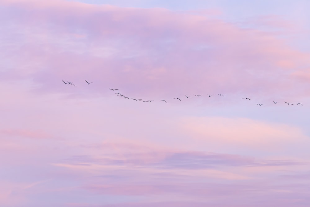 oiseaux volant sous un ciel nuageux pendant la journée