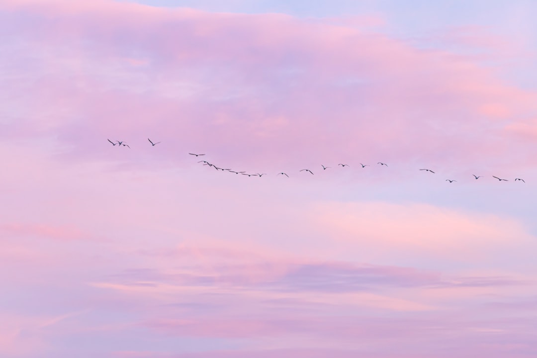 birds flying under cloudy sky during daytime