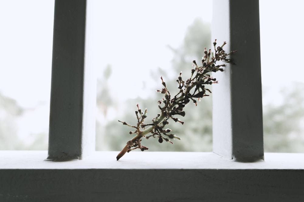 brown dried leaf on white wooden window