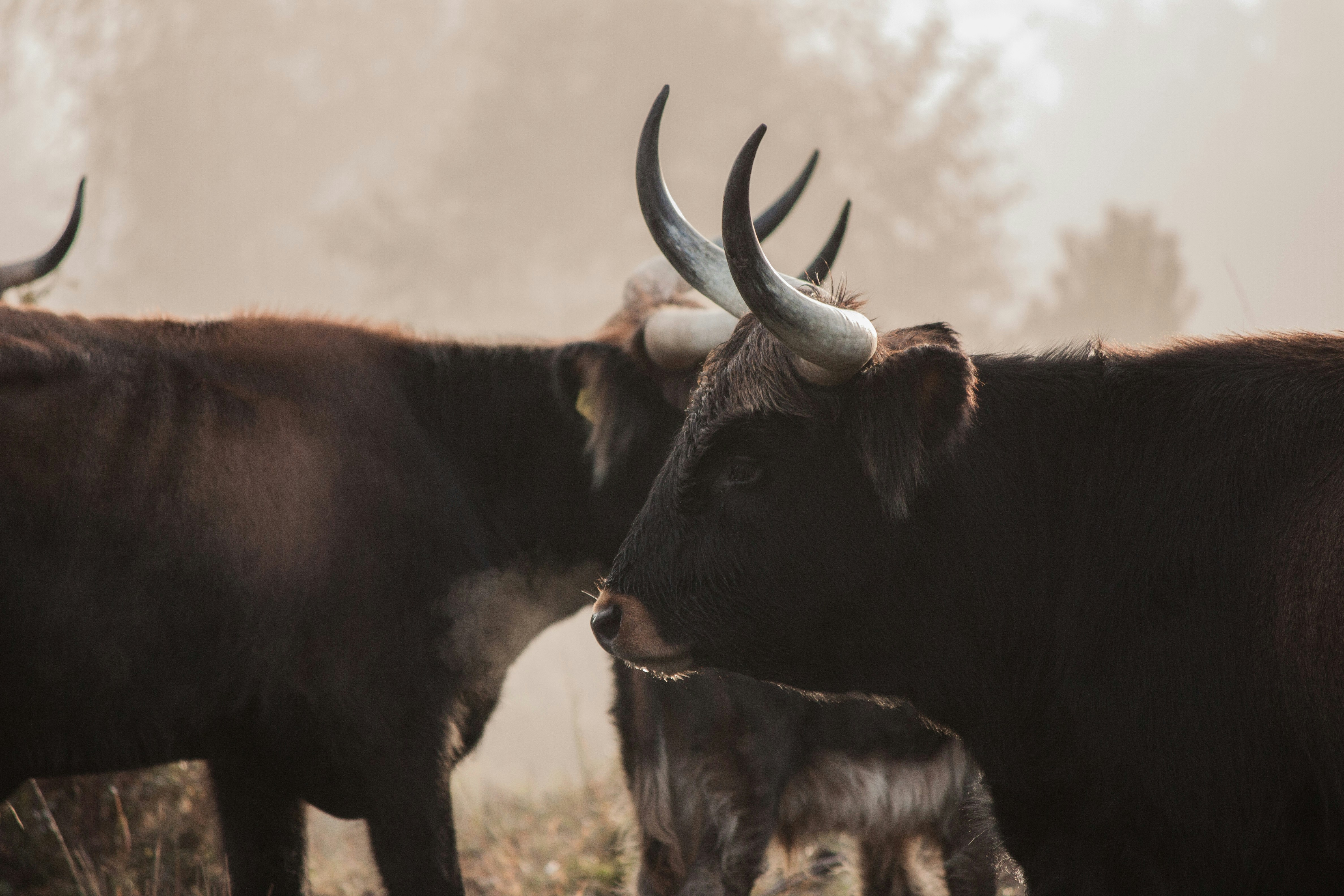 black cow on green grass during daytime