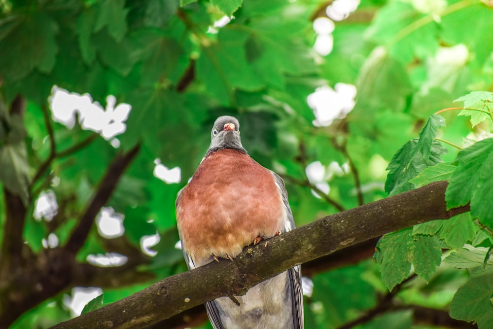 Uccello marrone e nero sul ramo dell'albero durante il giorno