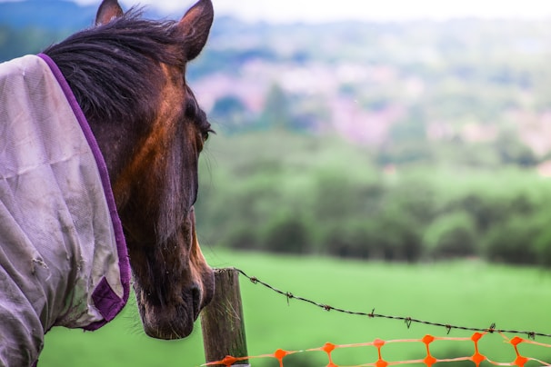 A horse with a dark mane and a protective covering stands next to a wooden fence post topped with barbed wire, set against a backdrop of blurred green fields and distant hills.
