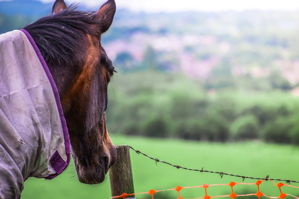 brown horse on green grass field during daytime