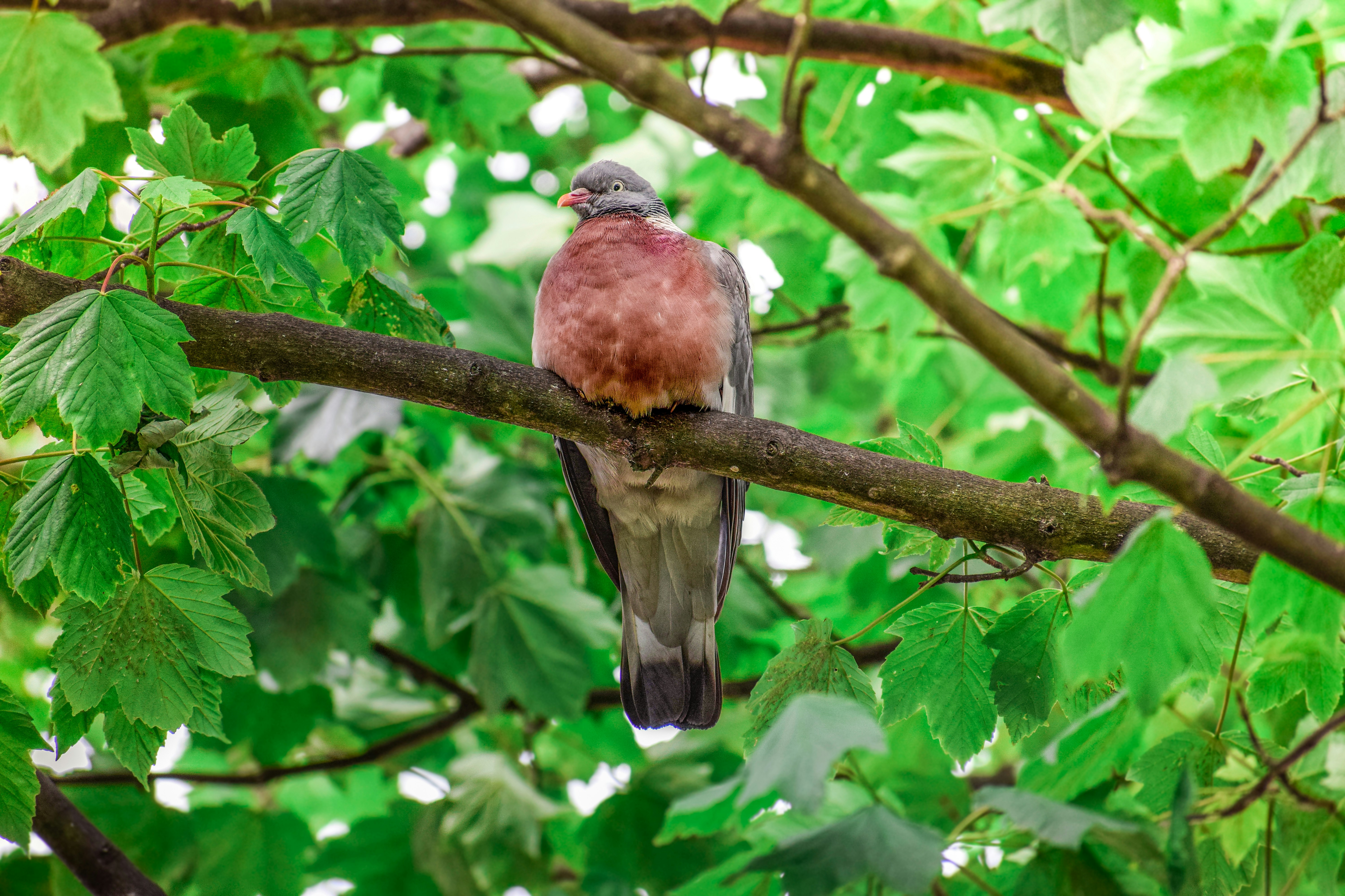 brown and black bird on tree branch during daytime
