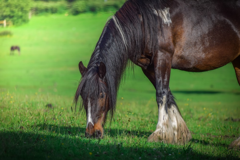 cheval brun sur un champ d’herbe verte pendant la journée