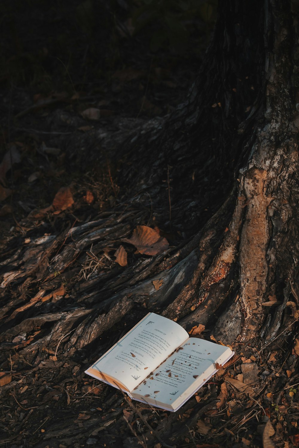 Libro blanco sobre tronco de árbol marrón