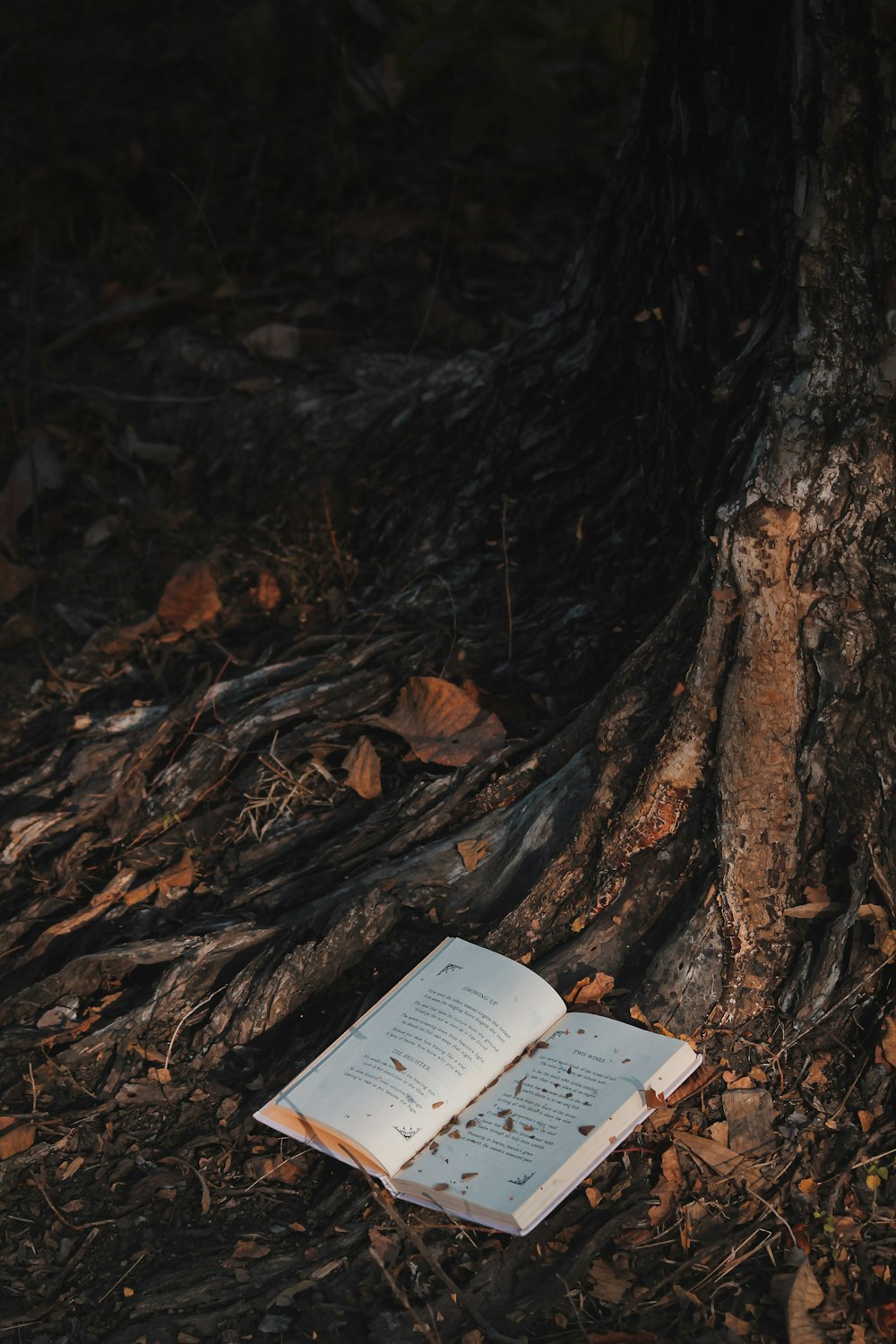 Livre blanc sur tronc d’arbre brun