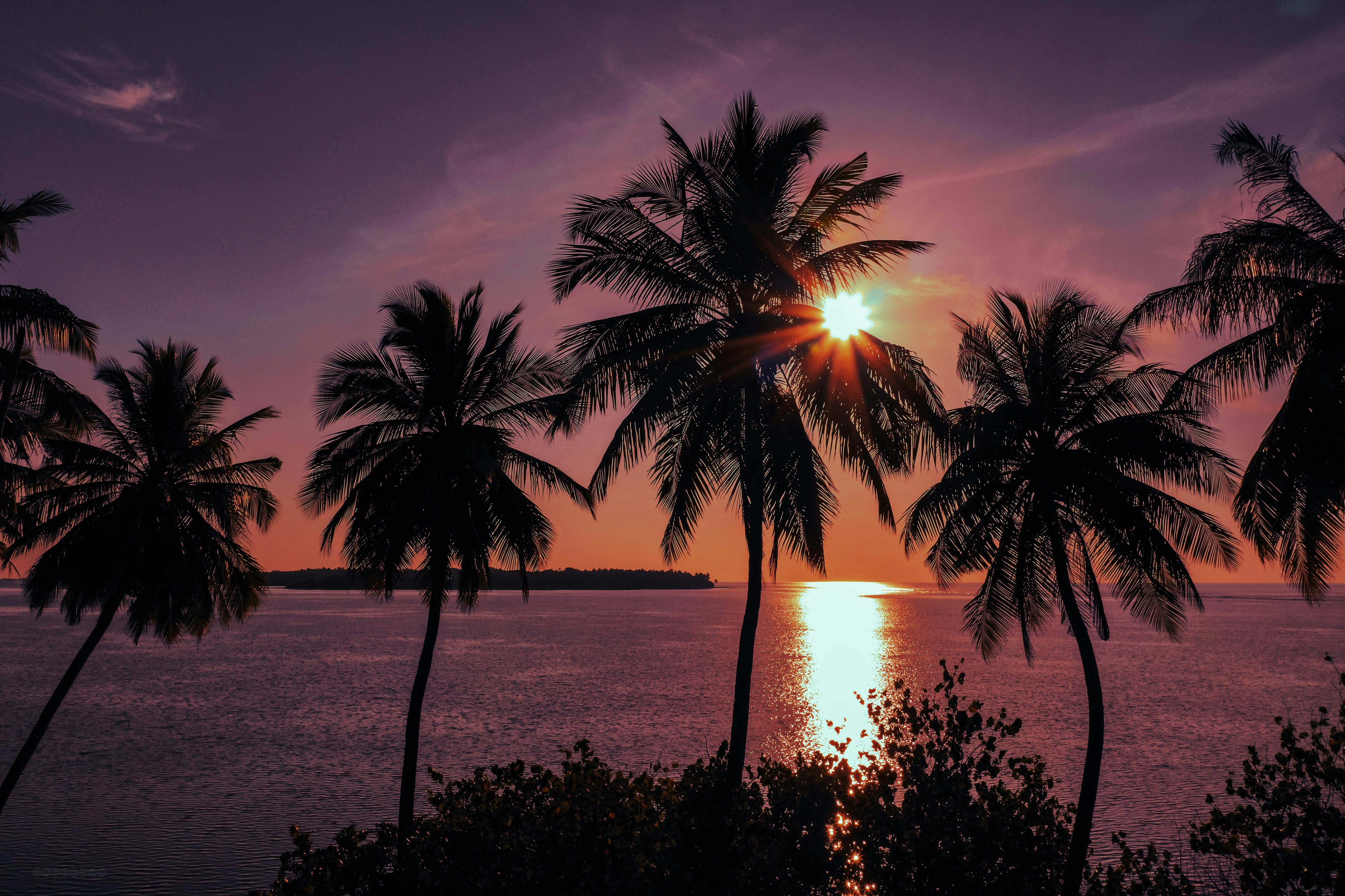 silhouette of palm trees near body of water during sunset, Sunrise 🌅