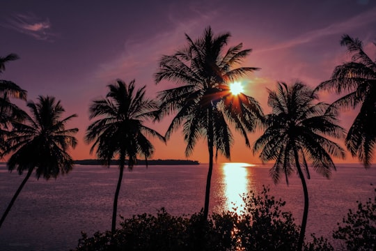 silhouette of palm trees near body of water during sunset in Kinbidhoo Maldives