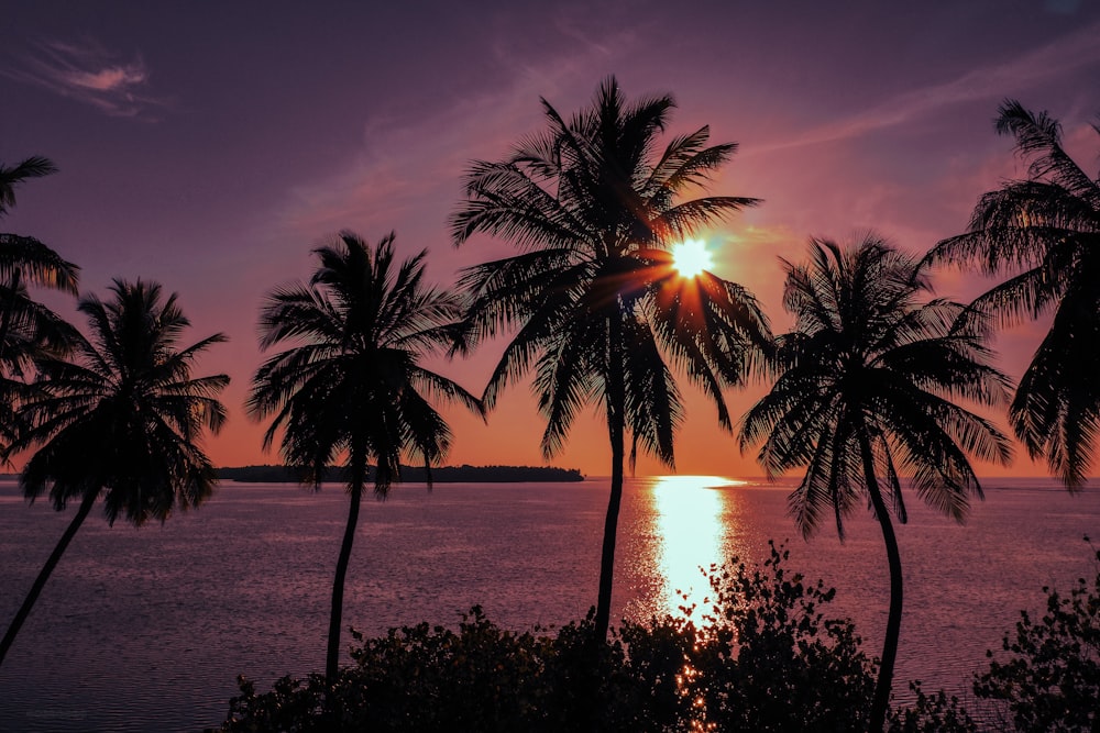 silhouette of palm trees near body of water during sunset