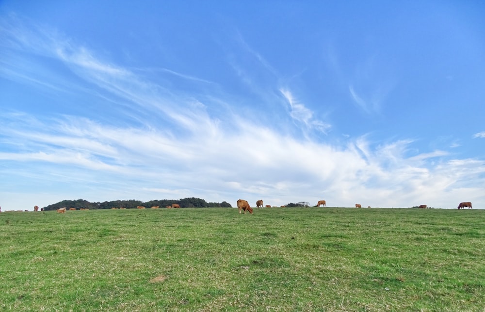 brown sheep on green grass field under blue sky during daytime