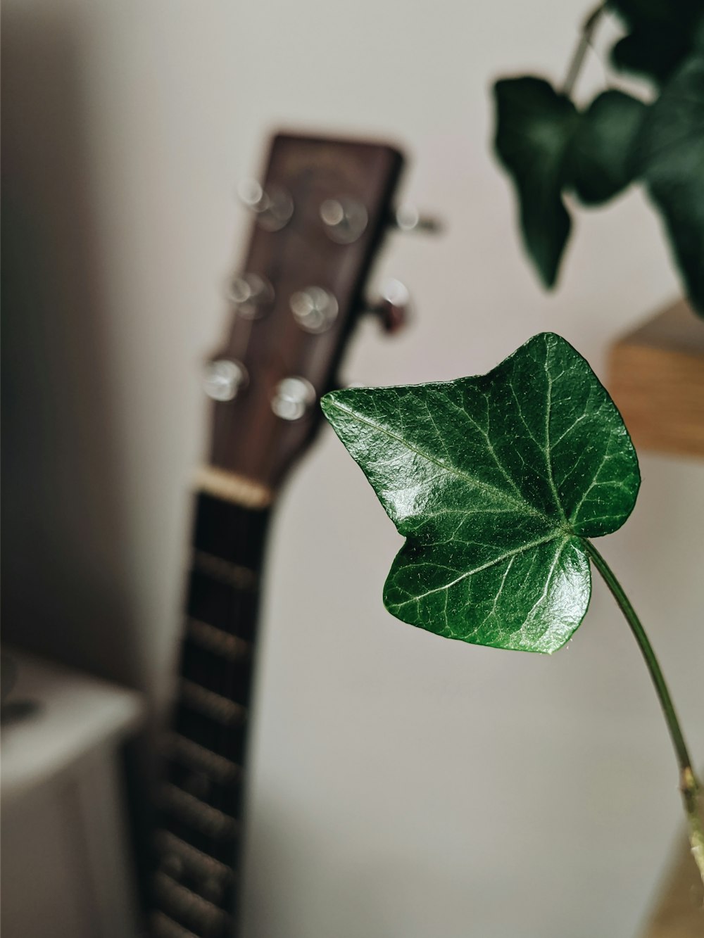 green leaf plant near brown guitar pick