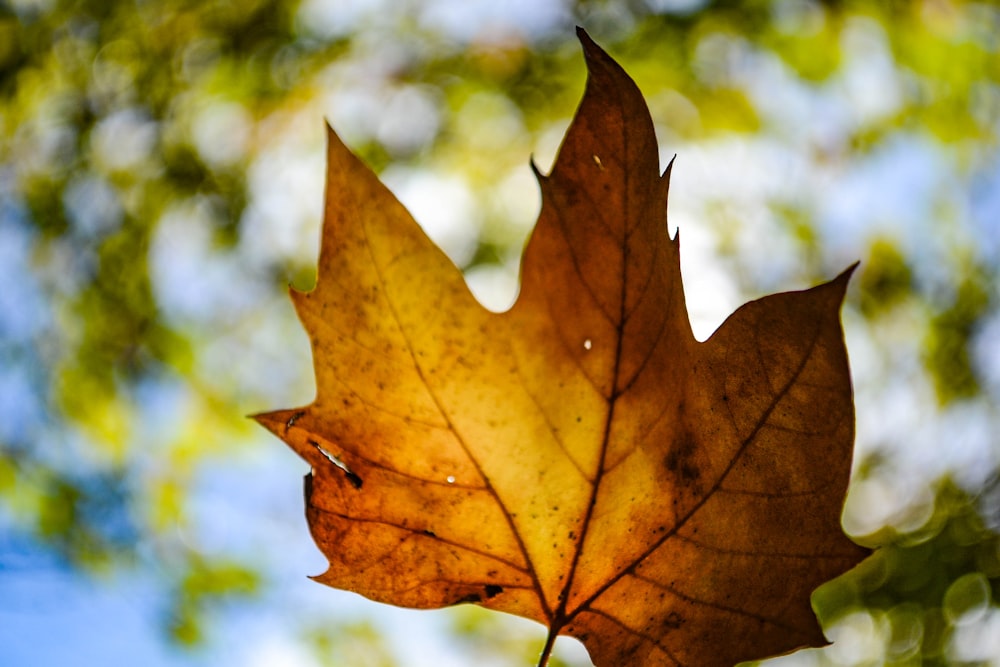 brown maple leaf in close up photography