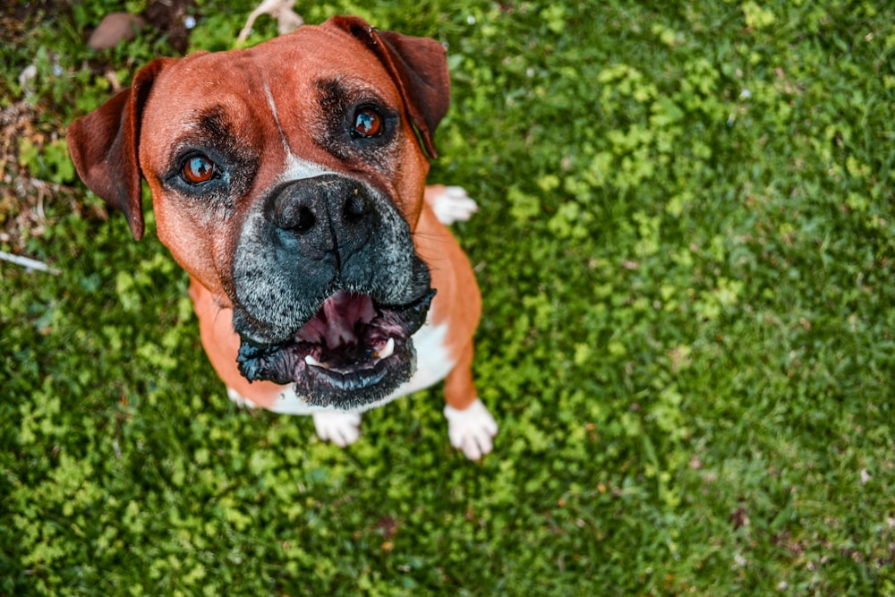 brown and white short coated dog on green grass