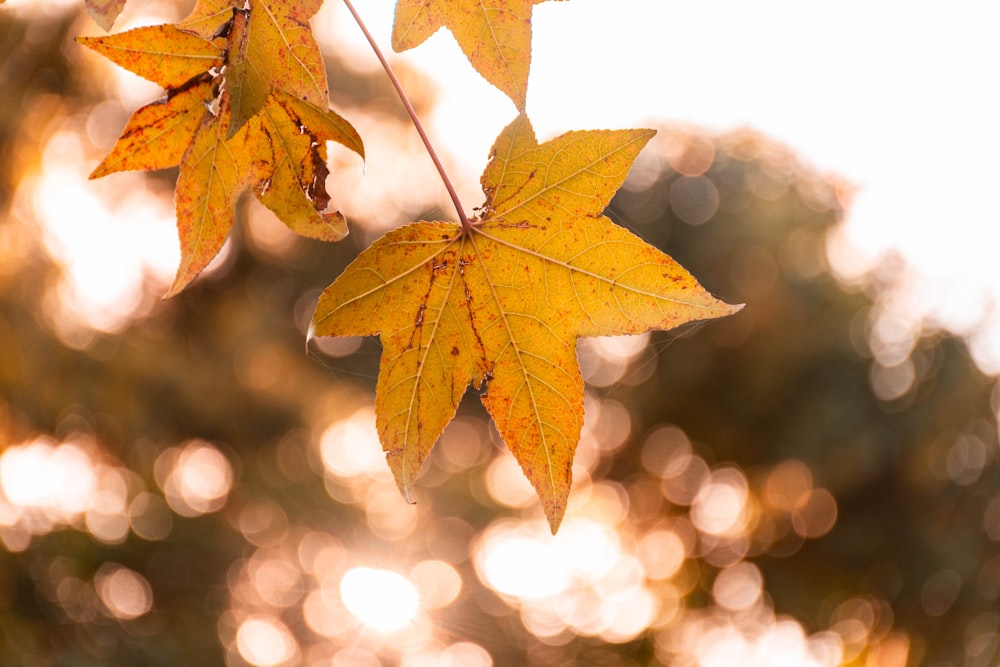 brown maple leaf in tilt shift lens