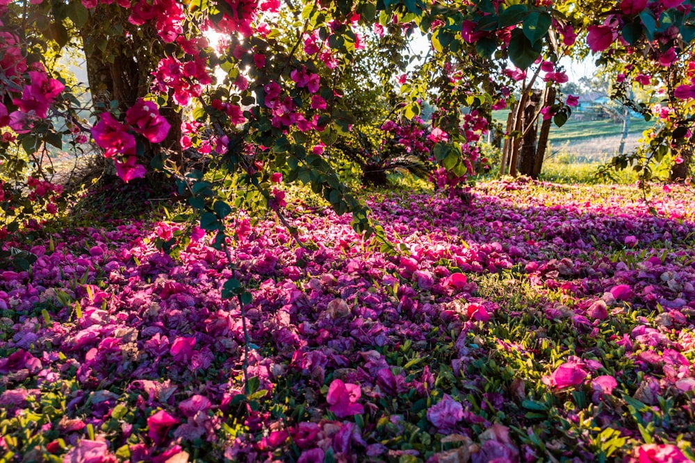 pink and green flower garden