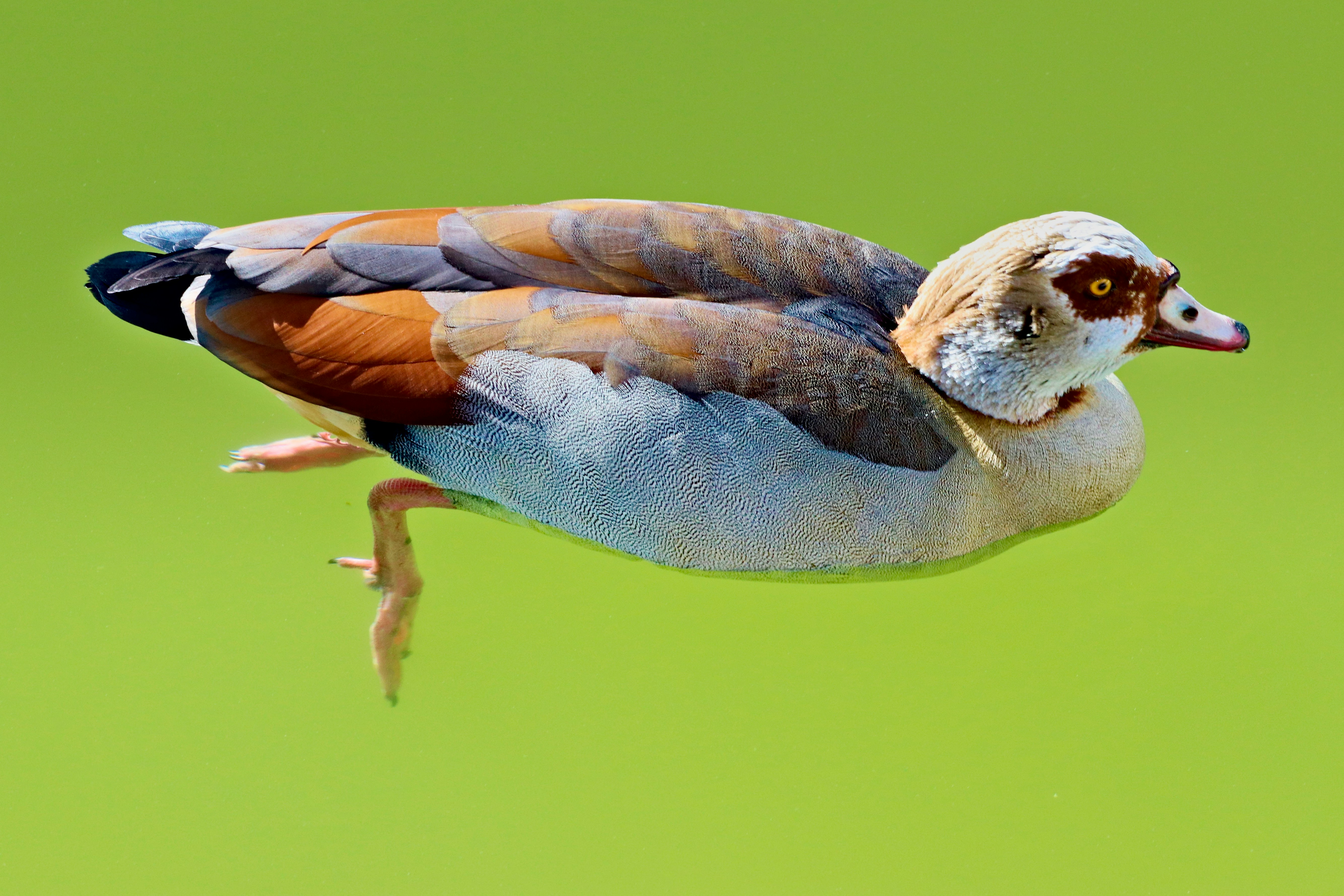 white and brown duck on water