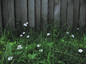 Wooden fence panels stand upright, partially covered by lush green grass and small white flowers scattered throughout. The scene displays a natural and somewhat rustic environment with a mix of man-made and natural elements.