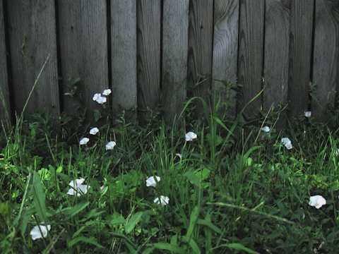 Wooden fence panels stand upright, partially covered by lush green grass and small white flowers scattered throughout. The scene displays a natural and somewhat rustic environment with a mix of man-made and natural elements.