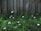 Wooden fence panels stand upright, partially covered by lush green grass and small white flowers scattered throughout. The scene displays a natural and somewhat rustic environment with a mix of man-made and natural elements.