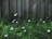 Wooden fence panels stand upright, partially covered by lush green grass and small white flowers scattered throughout. The scene displays a natural and somewhat rustic environment with a mix of man-made and natural elements.