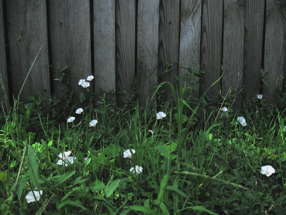 flores blancas junto a la valla de madera marrón