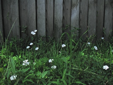 Wooden fence panels stand upright, partially covered by lush green grass and small white flowers scattered throughout. The scene displays a natural and somewhat rustic environment with a mix of man-made and natural elements.