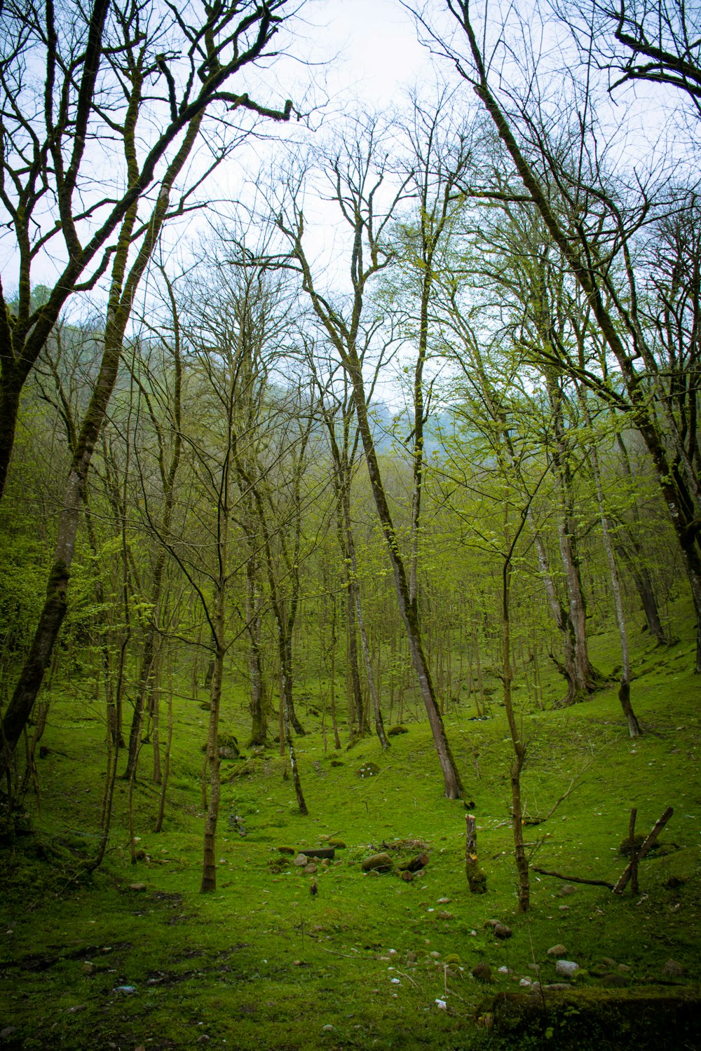 árboles verdes en un campo de hierba verde durante el día