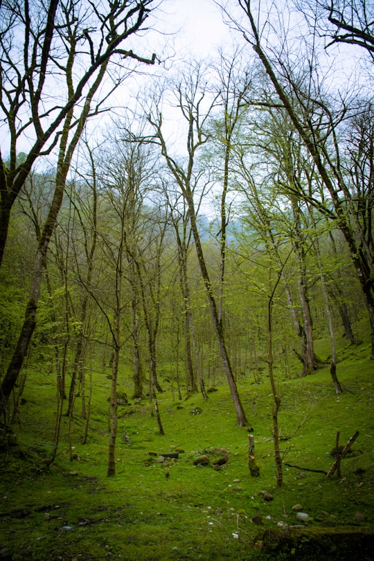 green trees on green grass field during daytime in Amol Iran