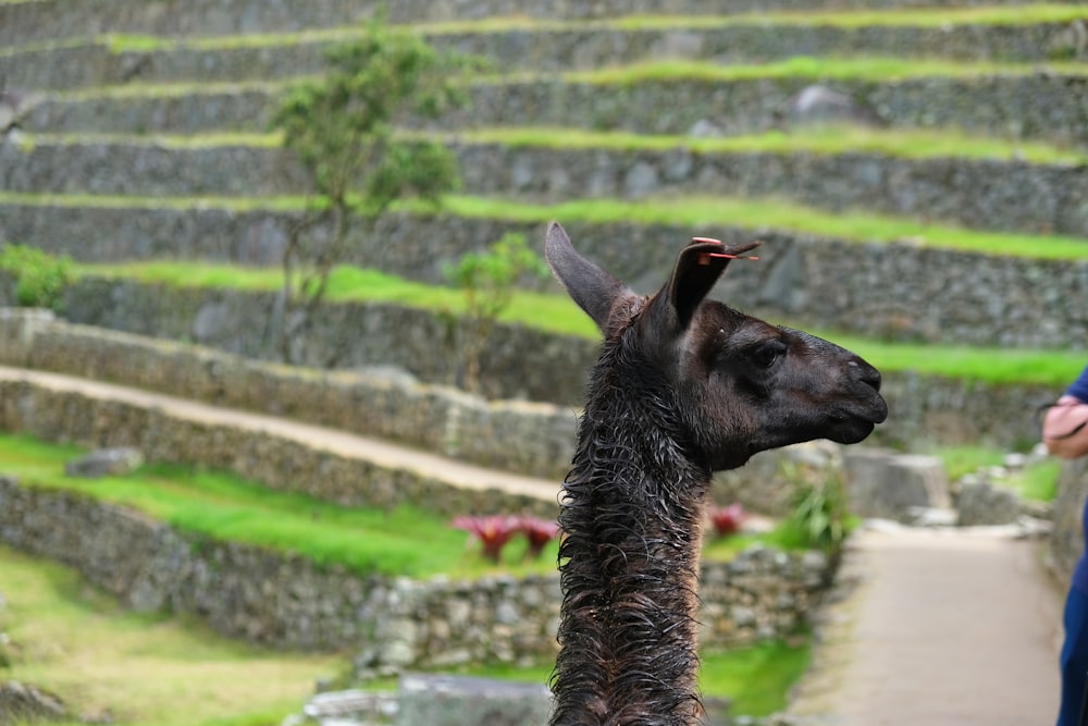 Jirafa marrón y negra comiendo hierba verde durante el día