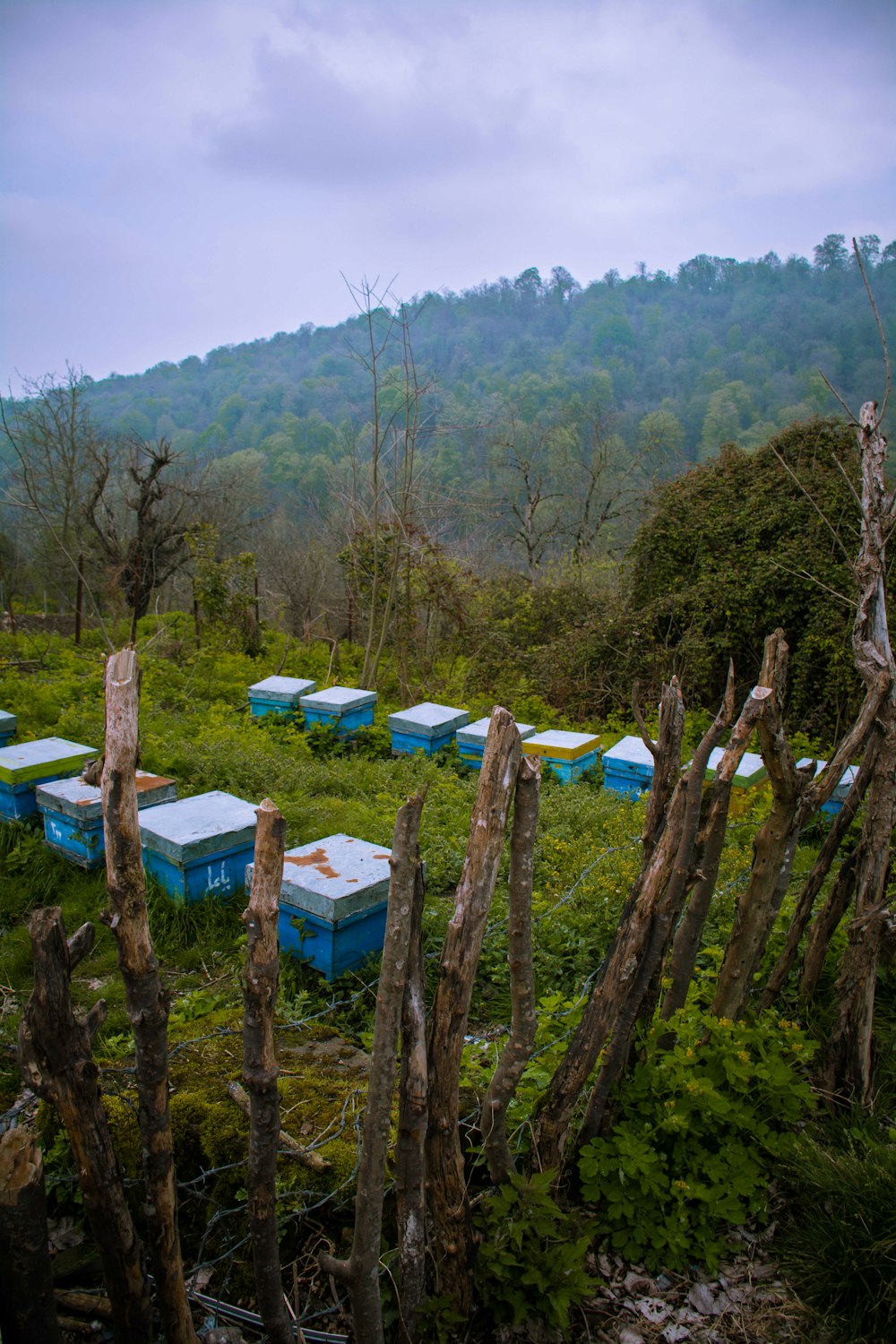 bancos de madera azules y blancos en un campo de hierba verde durante el día