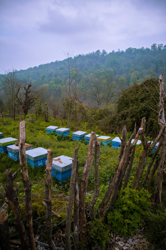 blue and white wooden benches on green grass field during daytime in Golestan Iran