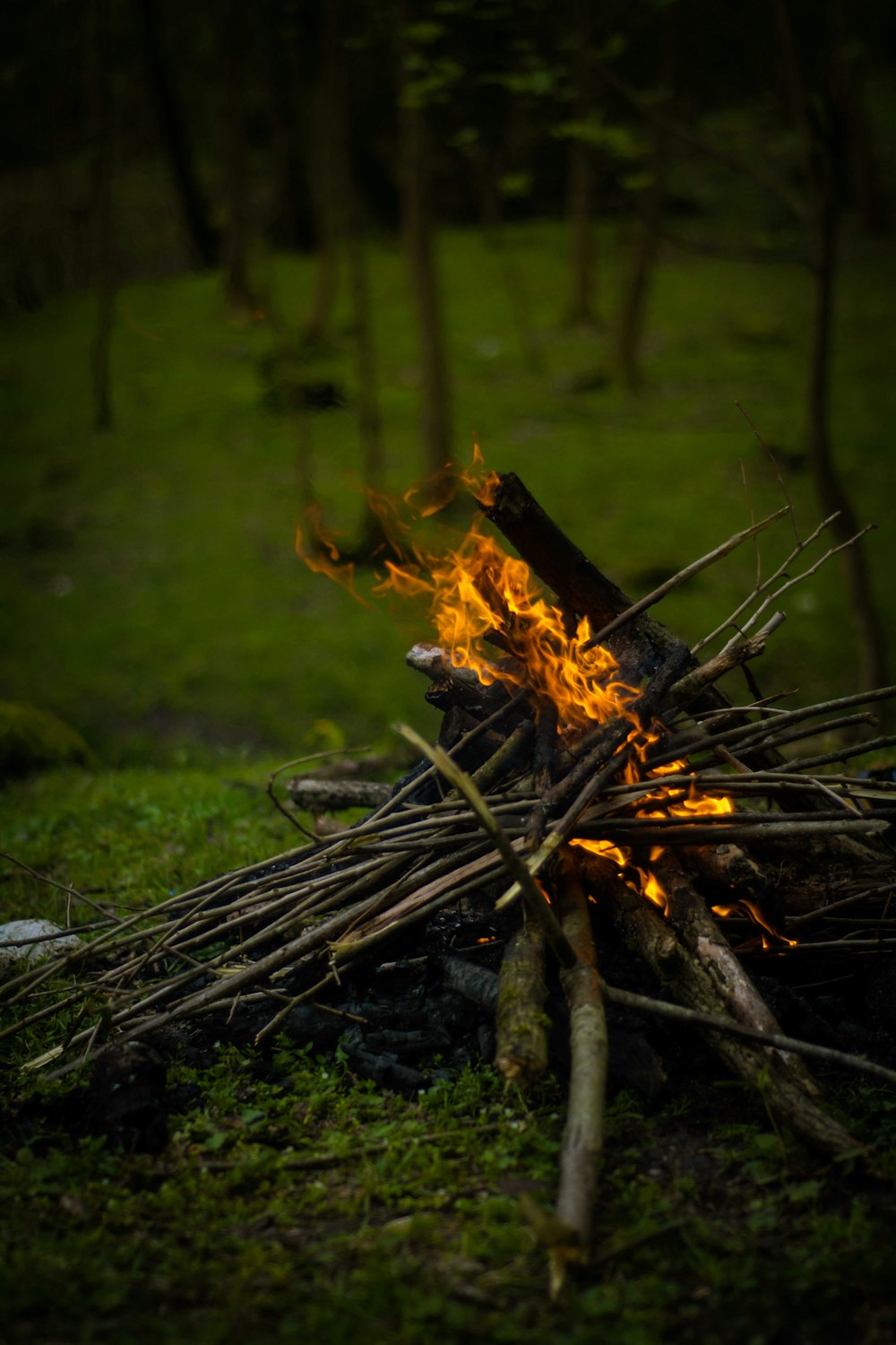 fire in the woods during daytime