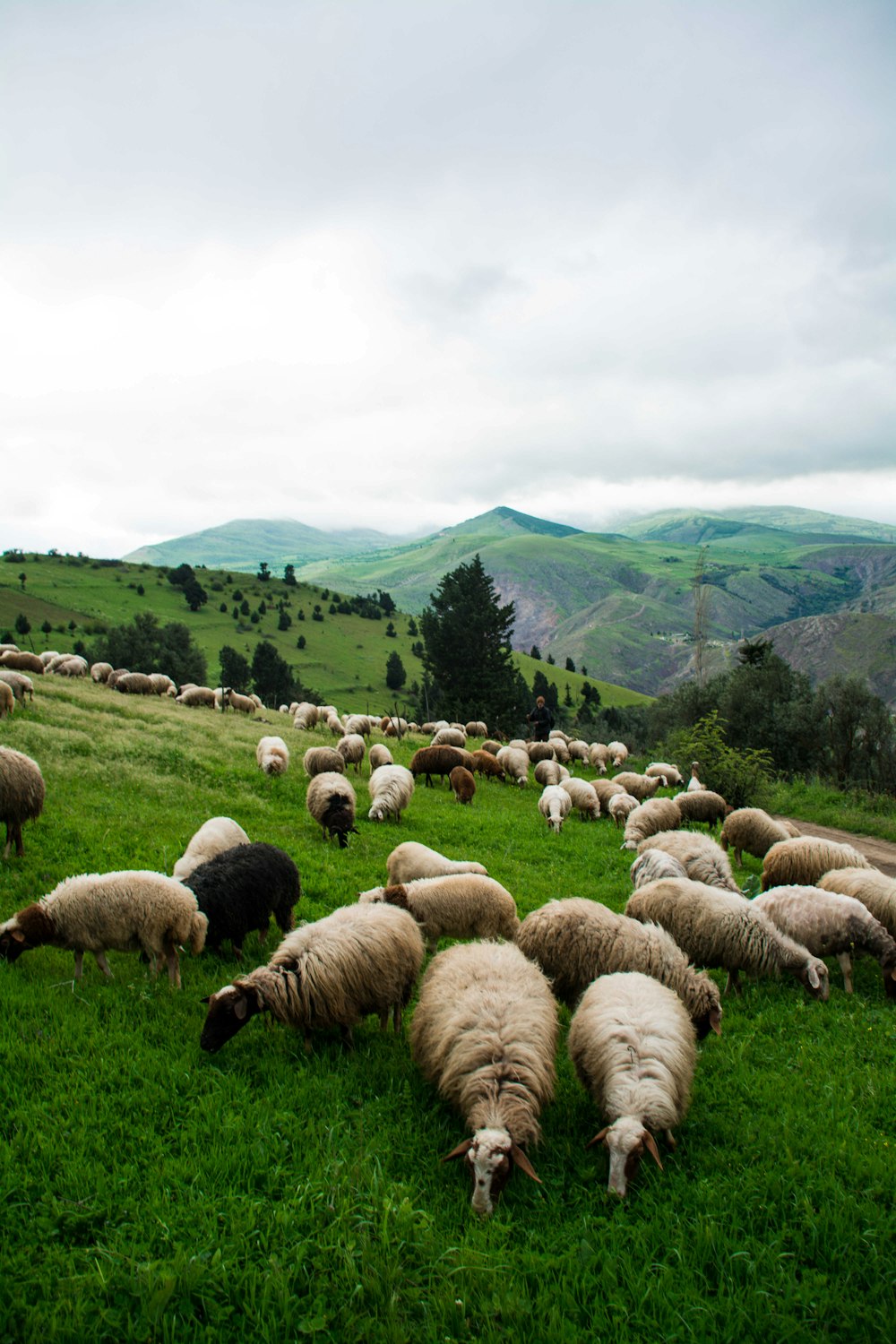 sheep on green grass field during daytime