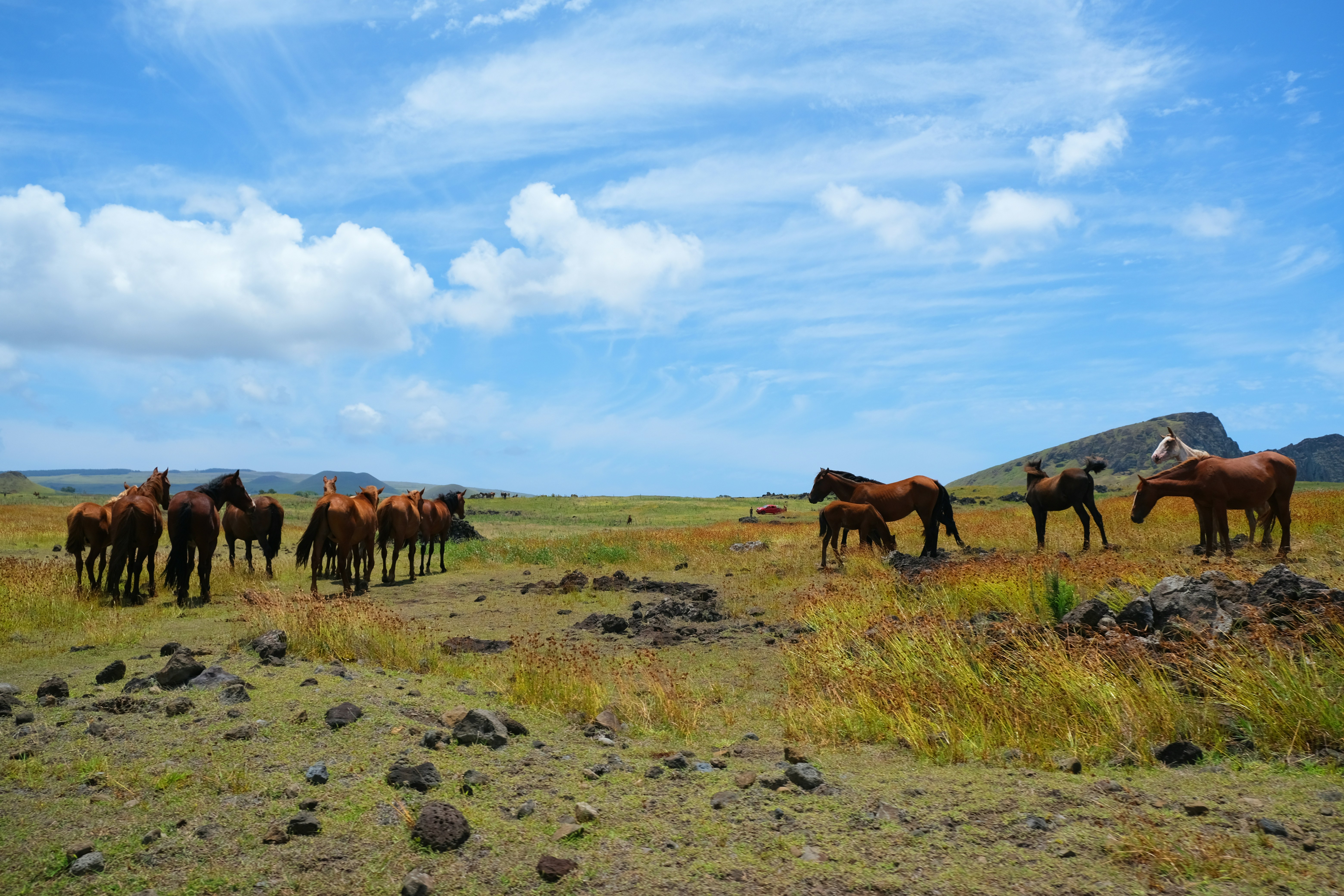 brown horses on green grass field under blue sky during daytime, Horses at Easter island.