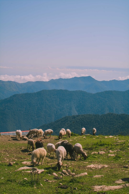 herd of sheep on green grass field during daytime in Gilan Province Iran