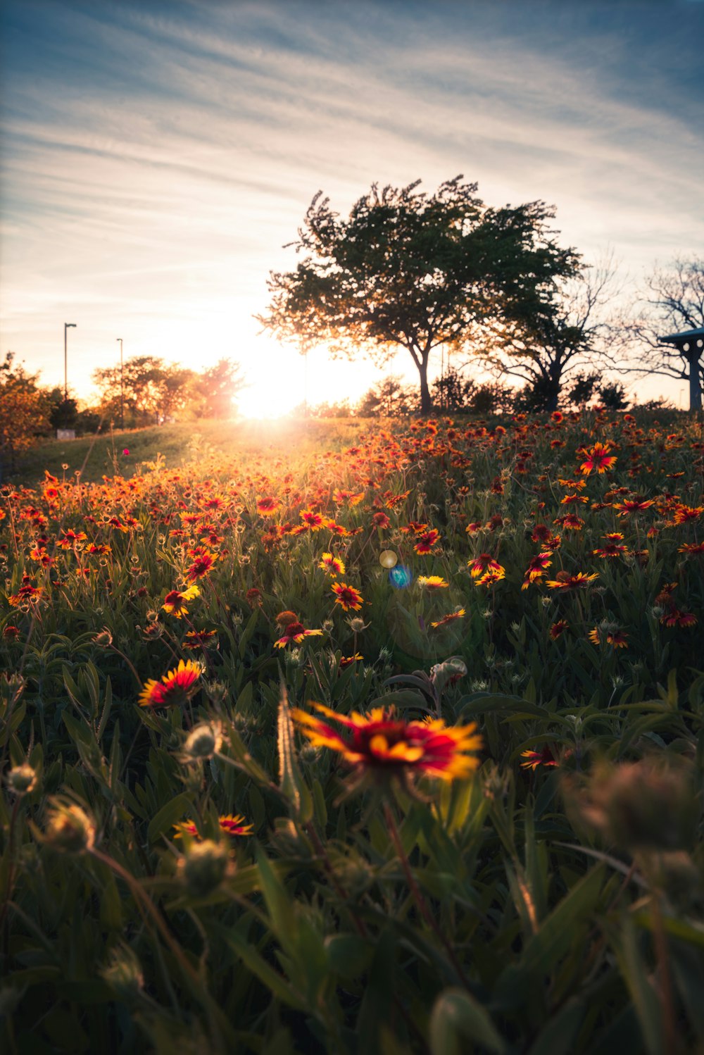 yellow flowers on green grass field during sunset