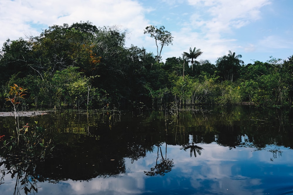 green trees beside body of water during daytime