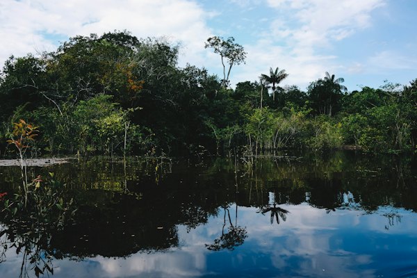 Green trees beside body of water during daytime — Manaus, Brazil